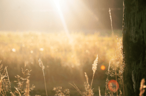 Cycle de transformation pour entrer pleinement dans la vie : kinésiologie, méditation, énergie