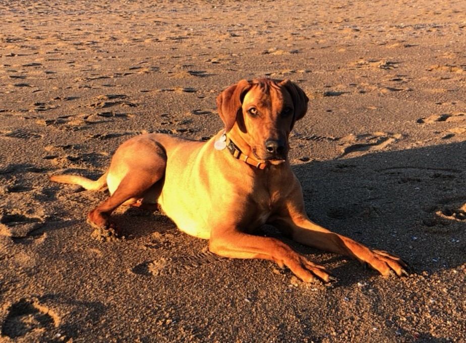 chien-communication-animale Communiquer avec son animal via télépathie