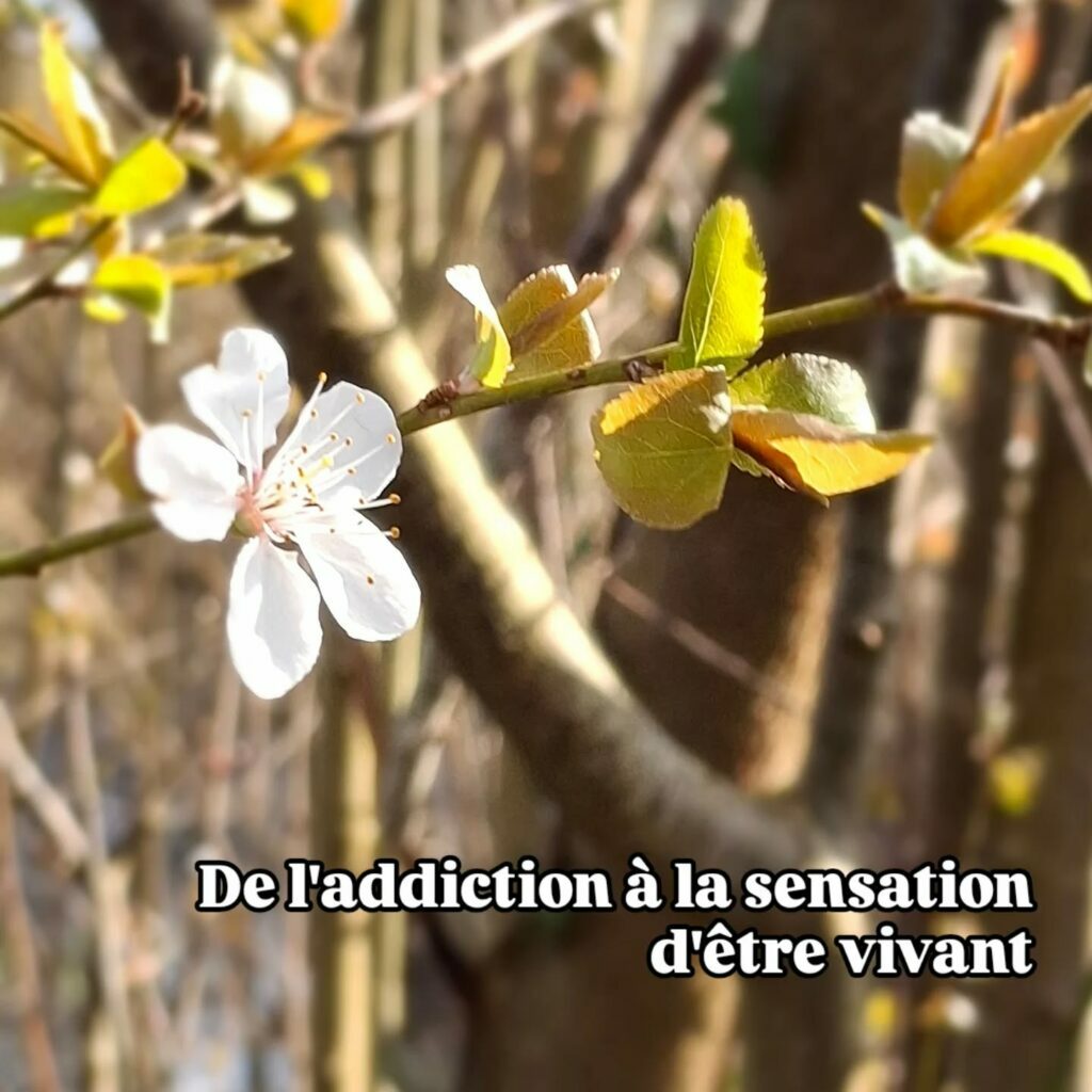 addition sensation vivant