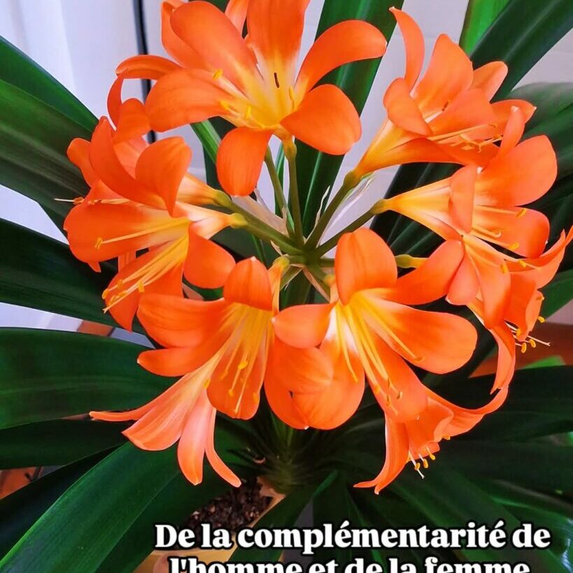 complementarite homme femme